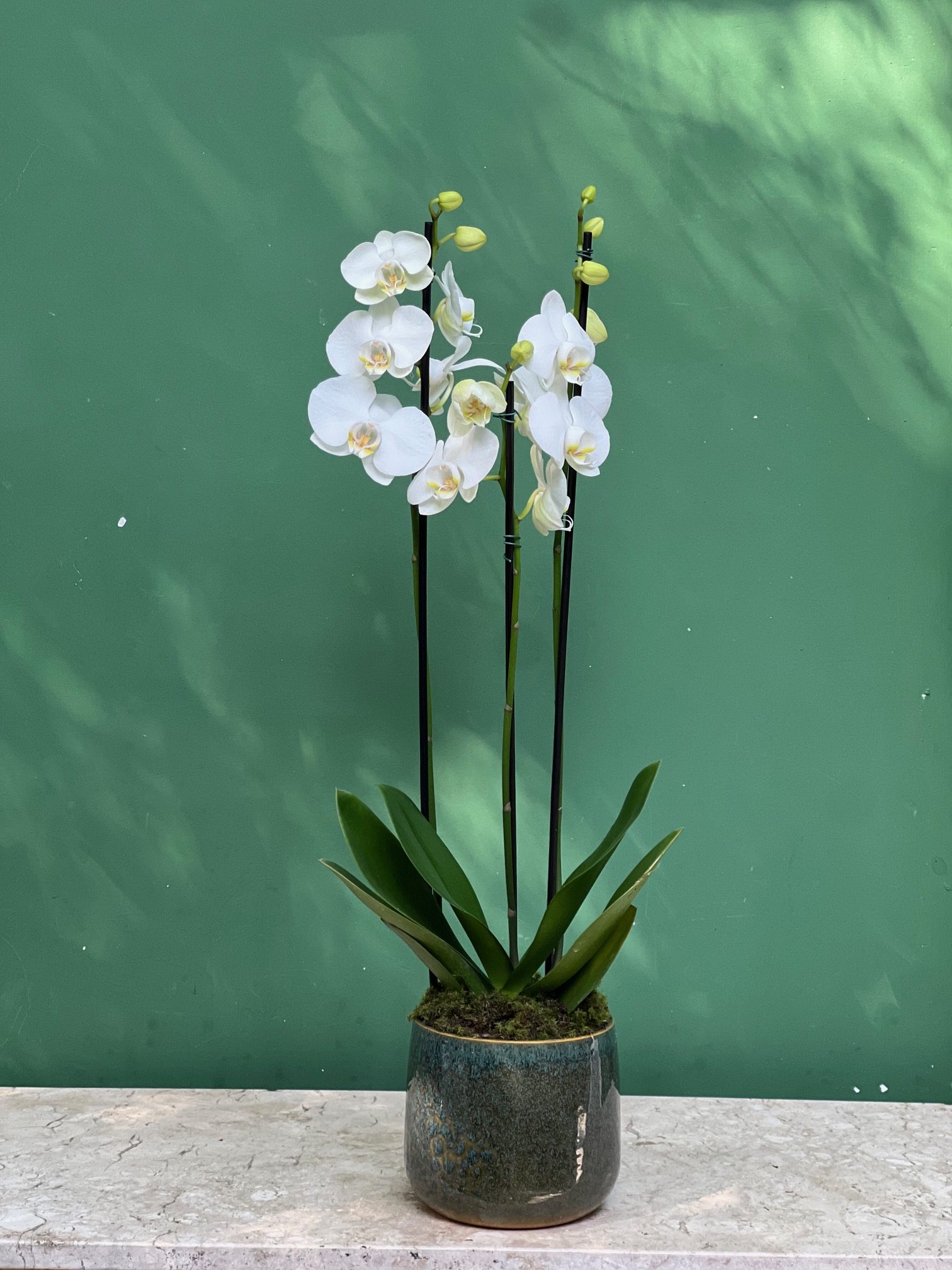 Orquídea Plantada P